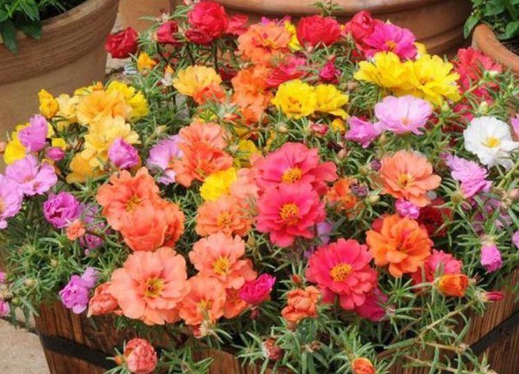 太阳花|几种花养在家里,一整年都有好运气,开花漂亮财运来,一养就上瘾