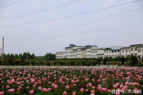 花海|实时“云赏花”！洛龙芍药花海向市民游客免费开放