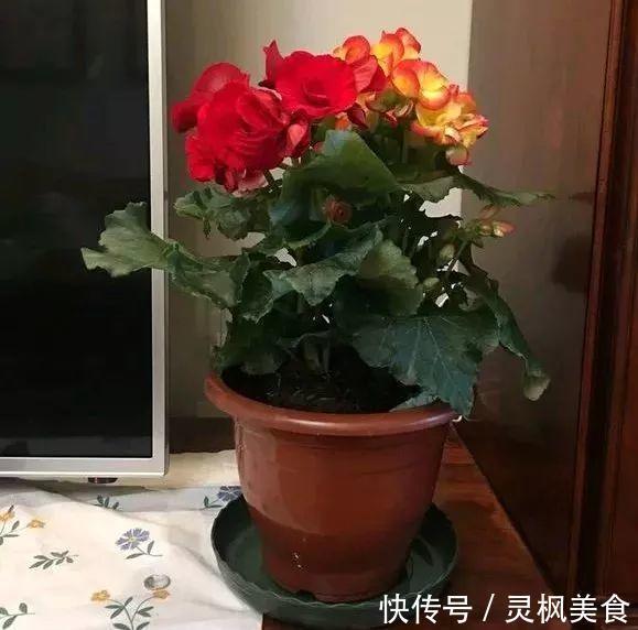 仙客来|老花匠都“养不好”6种花，新手慎买！刚买来烂根黄叶、掉花苞