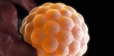 发育|迎接宝宝的到来，“幸孕”第六步，胎儿成长发育的第一个月