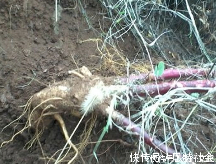 沙参|农民曾把它当“白萝卜”如今价格一斤180元,药用价值非常高