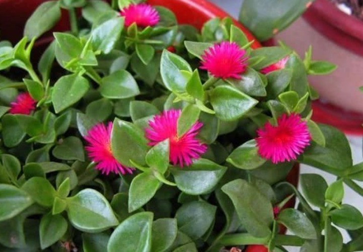 令箭荷花|3种花便宜漂亮又好养，10元买两盆，开花漂亮花期长，谁养谁喜欢