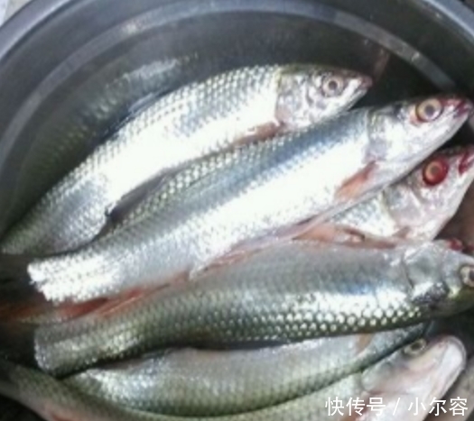 做法|多宝鱼不要瞎做,学会此做法,香气四溢,没有腥味还好吃