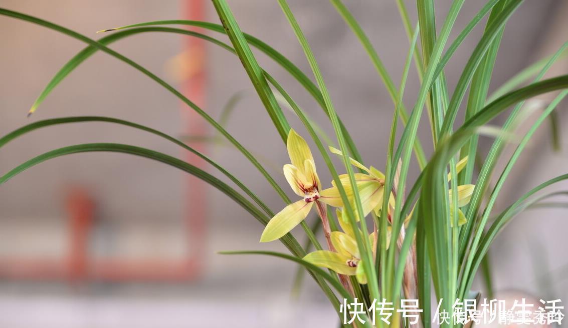 黄金时间段|兰花翻盆：两花不翻、两水不浇、两肥不施，你做对了吗
