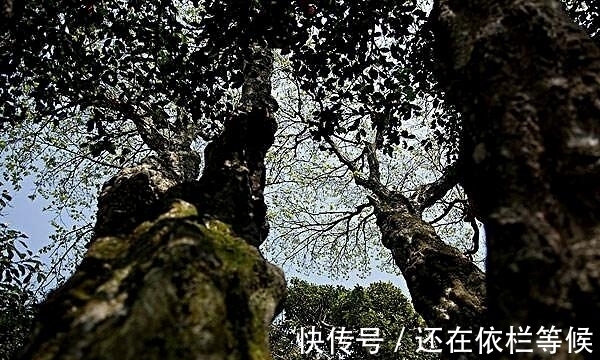 一棵树|世界上最“牛”的一棵树，365天有武警把守，就在浙江普陀山