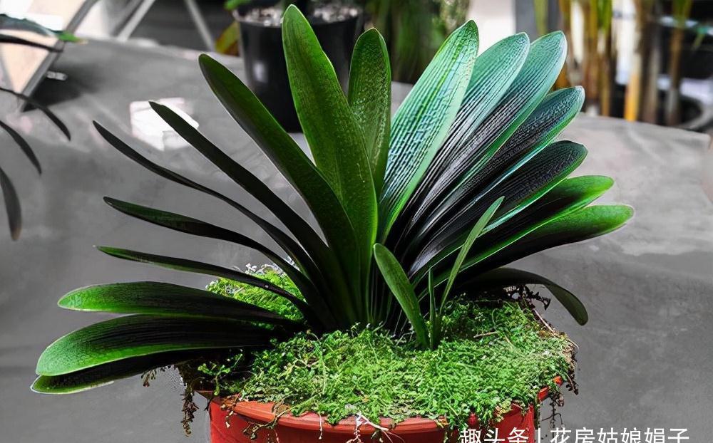 冬天养君子兰,满足它8个要求,花箭蹭蹭窜,开花就这么容易