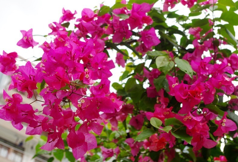 1种“光叶子花”,花开“成百上千”,一开“300多天”,不养可惜