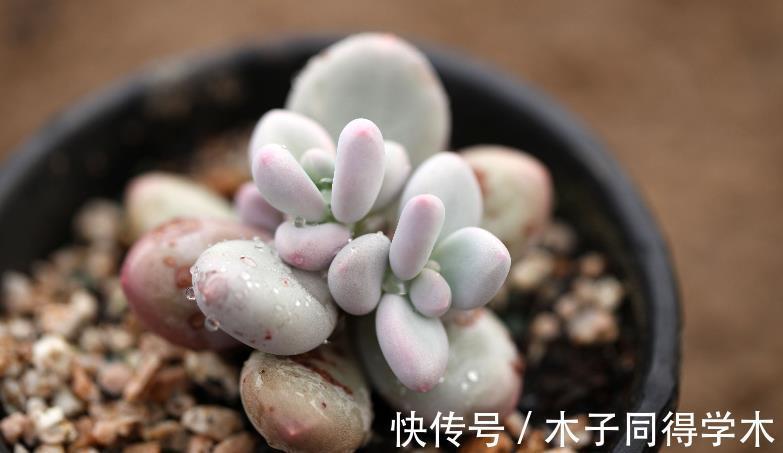 老桩|这些多肉太像了,一般人傻傻分不清楚,快看你有没有被骗?