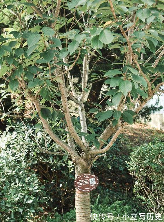 缺德商贩,把“绿化草”包装成“进口花”来卖,上当的人真不少