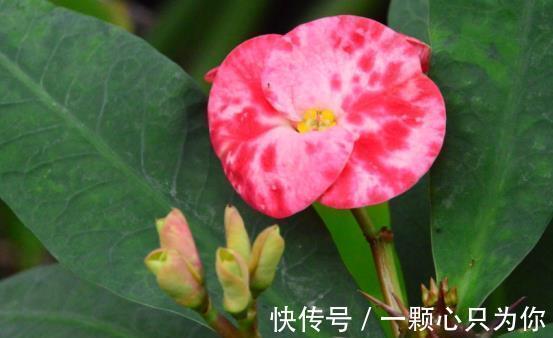 花卉|农历十一月大雪过后，养什么花？家里养3种花，吉星高照一帆风顺