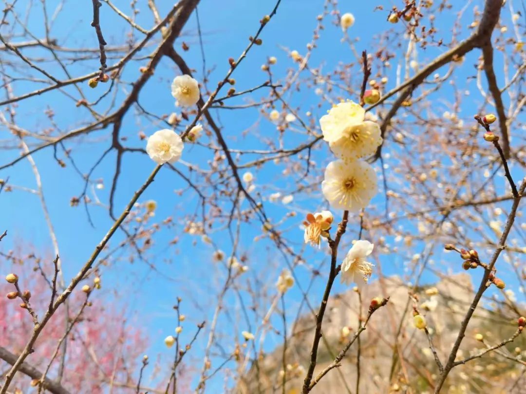 青山蓝天|提早20天！永嘉这里的梅花开了！漫山遍野！