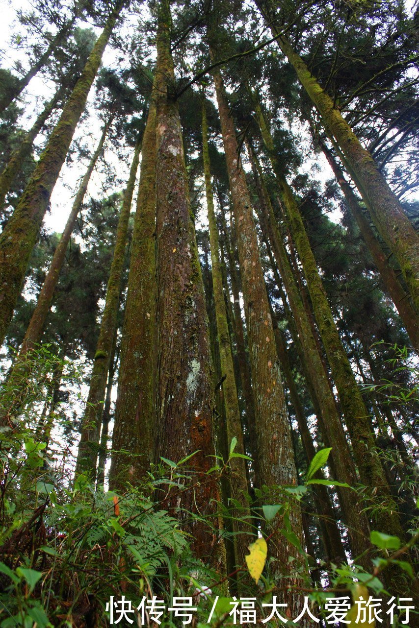 十几人|亚洲树王2300岁高龄，就在阿里山，需十几人才能合抱