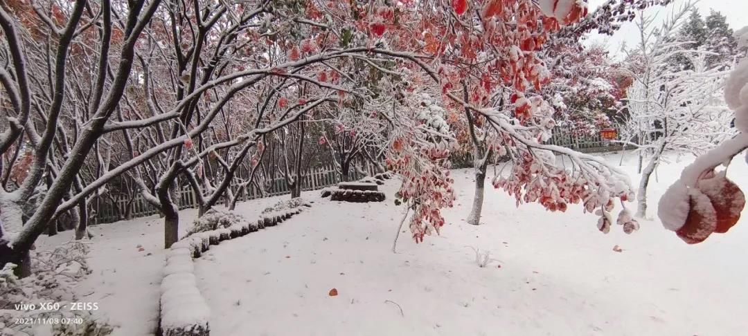 雪景|烟台终于下雪了！（附烟台绝美冰雪图）