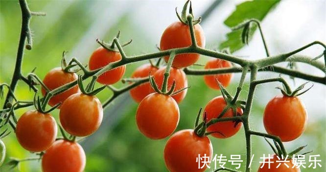 珍珠果|想长寿得会吃,3种食物换着吃,健脾养胃,平肝清火,有助消化