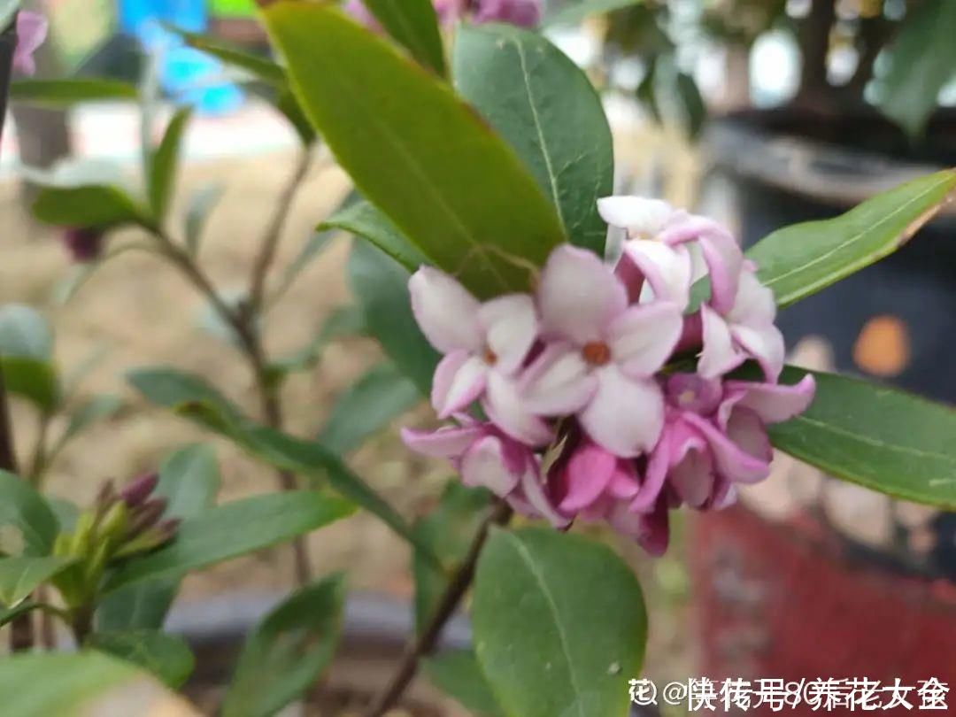 修剪|8月后，6种花别修剪，小心以后不开花