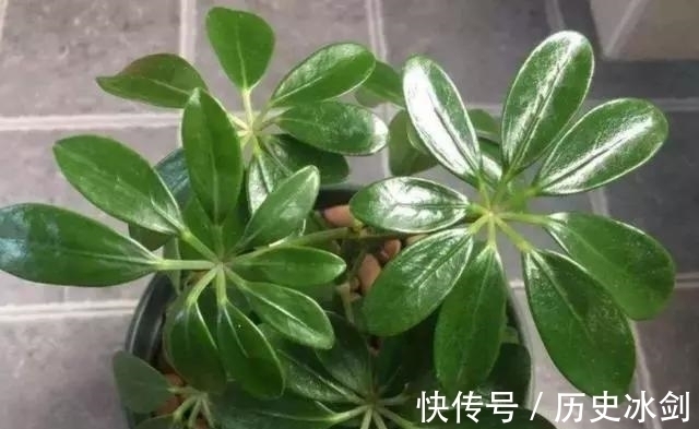 鹅掌木|客厅养花有“讲究”，这3种树养1盆，好看又养眼，还能带来好运气