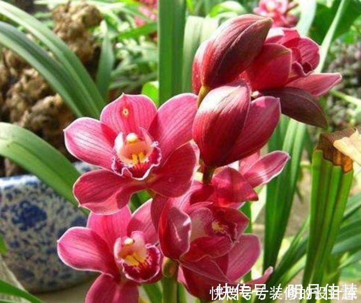 适合冬天养的花卉,丢土里就能活,生命力顽强,开花极美丽