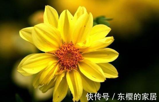 速效肥|农历7月8号起,最适合养这些花,疯狂开花,花开香气扑鼻