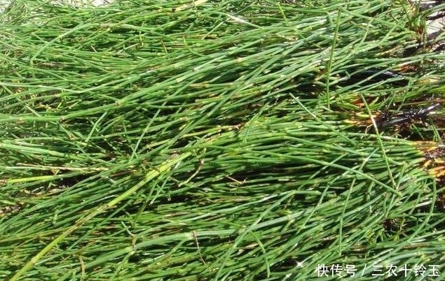 越来越|农村一种“光棍”草,无叶无花只有杆,但煎水喝眼睛越来越明亮