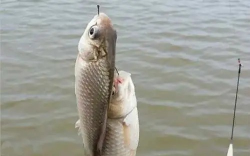 当这些迹象出现,说明鲫鱼进窝了,别再傻傻不提竿!