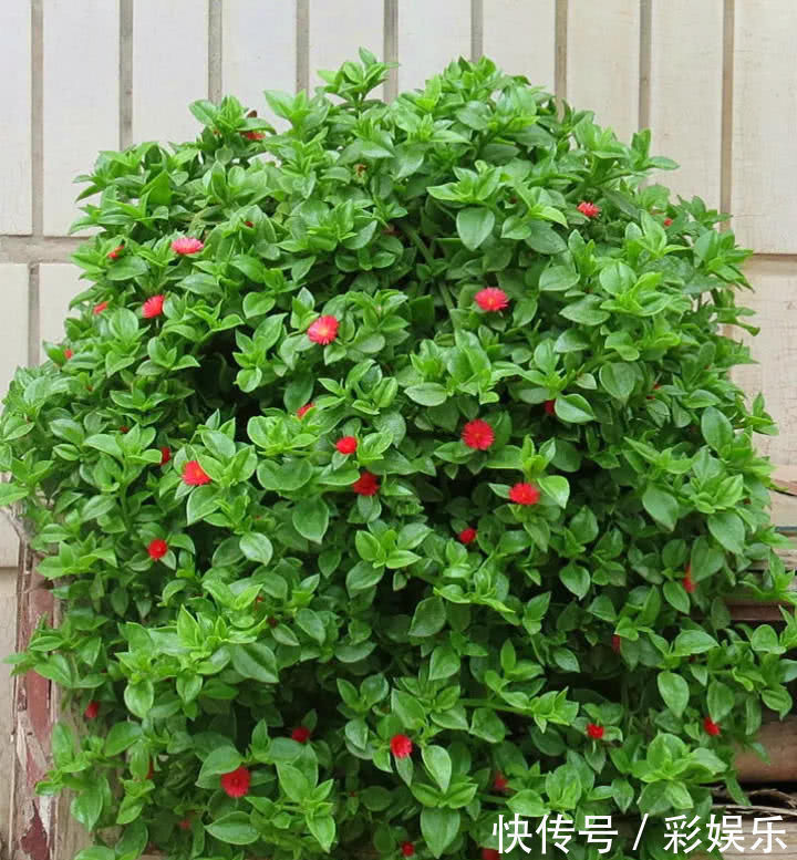 这6种花就要穷养,不花钱不用管,个个肥得流油