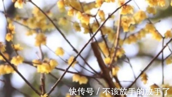 大雪将至,养花试试这几款,造化神秀,养花人必备