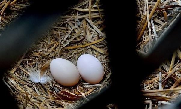 胎儿|这四种“天然叶酸”,常吃胎儿发育更好孕妈平时敞开肚子吃