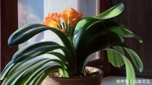 君子兰长势差,都怪盆底没有养花肥,两种料加进去呼呼长新叶开花