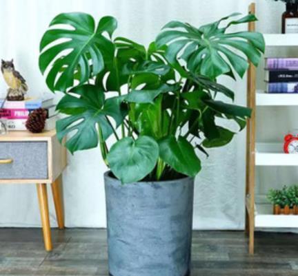 适合客厅的5种大型植物,养一盆大气上档次,空气清新颜值高