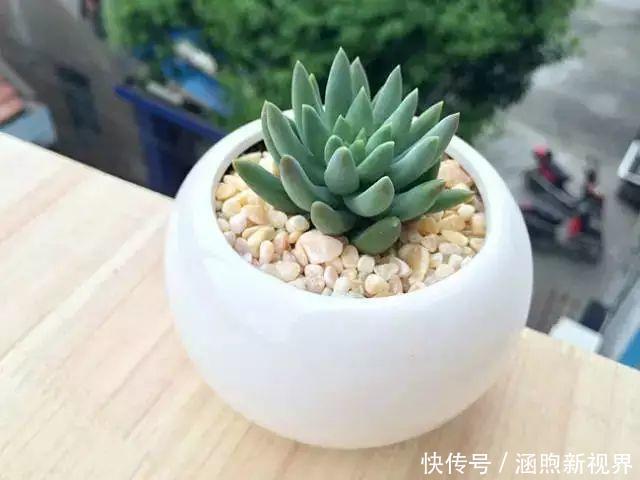 叶插|别人扔的多肉,他非要捡,最后照样也能养爆盆!