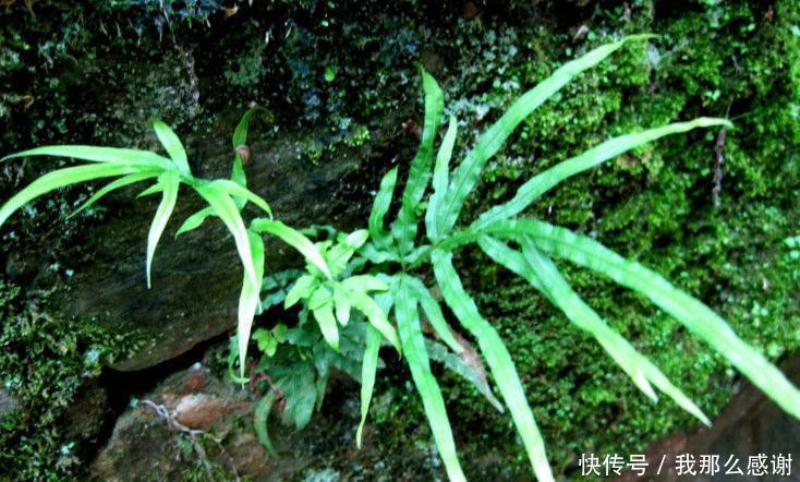  提个醒|提个醒在路边遇到此野草，一定要拔回家，现在知道还不晚