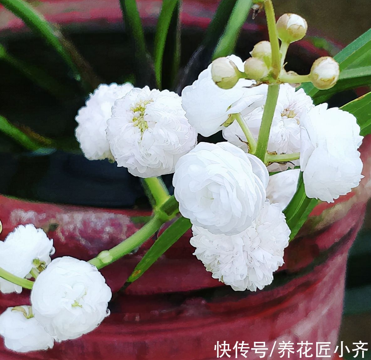 比睡莲好养，比碗莲容易开花，它叫“慈姑花”，有水就能活