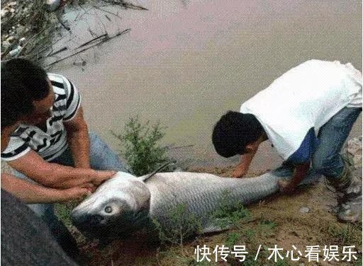 鱼鳞能有小孩手掌大,鱼籽装了一盆,800元卖掉亏不亏