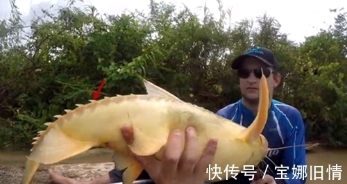 浑浊大河钓上一条黄黄的大鱼，是鲶鱼吗？能吃不？