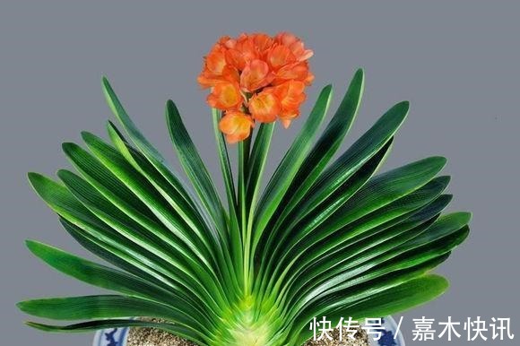 养君子兰加点料,叶片绿油油长得旺,懒人的福音!