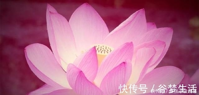 花语|几月出生，就是哪朵花，看看你与哪个花神最投缘？