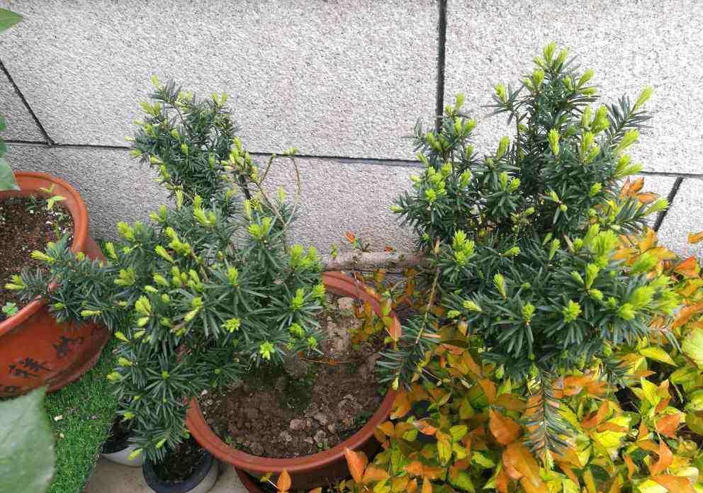 家庭盆栽红豆杉，多小心这5个细节，红果绿叶喜庆又别致