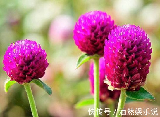 喜欢养玫瑰,就试试“优良名品”宠爱小姐,色泽光亮,极为少见!