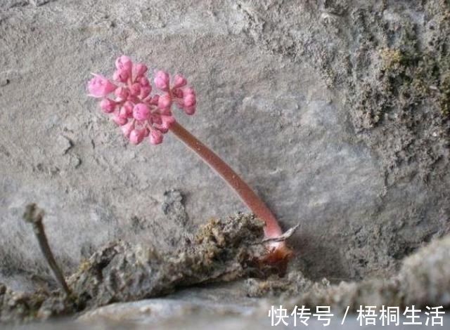 写真|长在石头缝里的开花植物,遇见一棵你就发大财了,来看看你见过吗