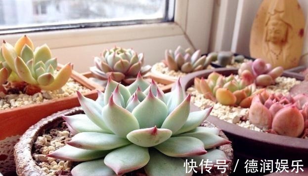 土壤|种多肉听我的,记住5个关键点,盆盆都成活,个个胖嘟嘟!