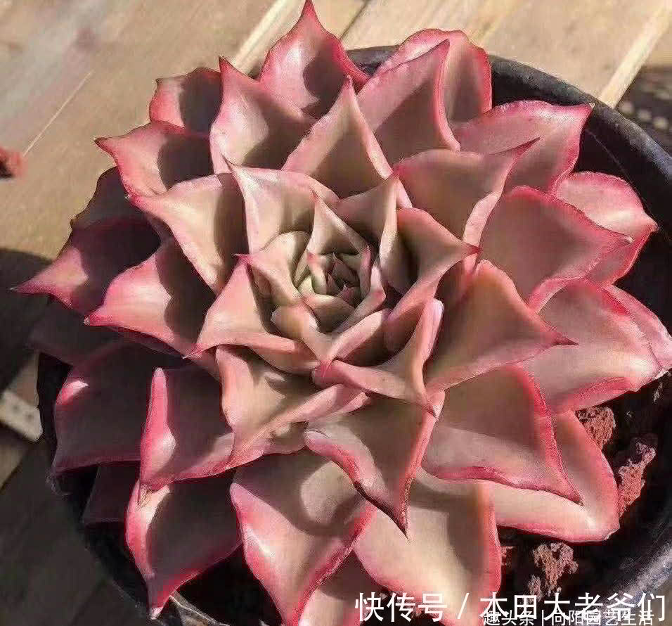 怎么养出“透红”的肉肉?多肉变红,只需2个条件,很简单