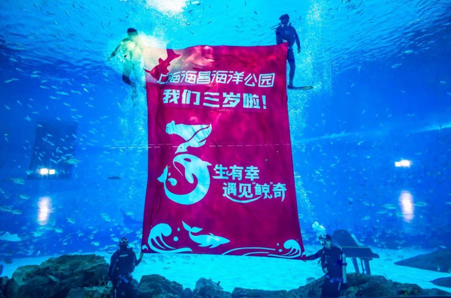 阿德利|今年首只“310”阿德利企鹅宝宝破壳出生，上海海昌海洋公园企鹅生蛋季正式启幕