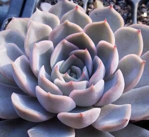 罗密欧|4种多肉,适合夏天养,叶片红彤彤,轻松胖成球