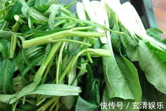 养丽格海棠，最怕碰到“它”，7天一口，花儿爆满，拦不住