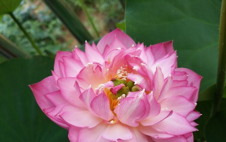 养花就养此3种,耐热耐晒又耐旱,越晒长的越好,开花漂亮能爆盆