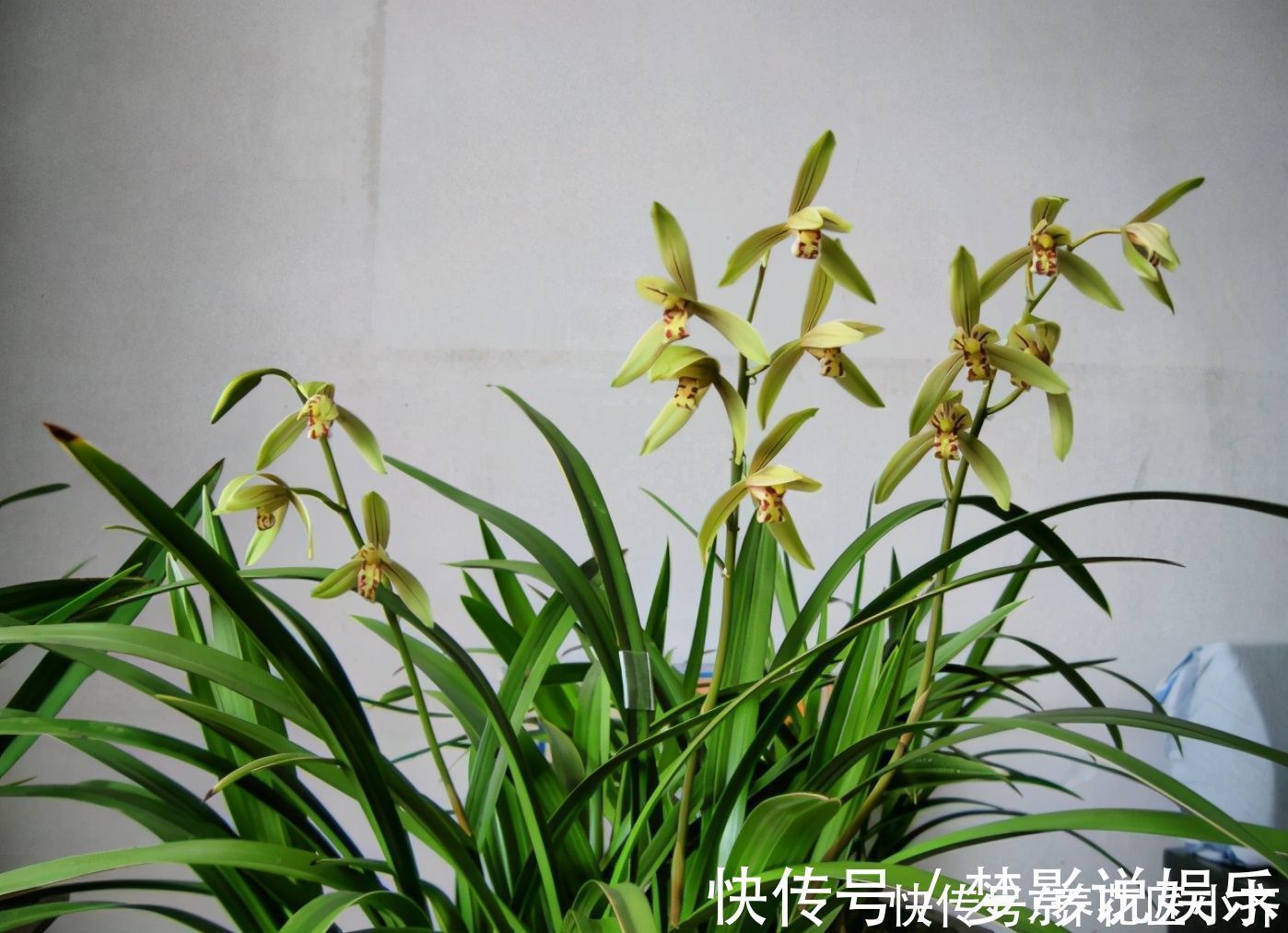 养好兰花上盆步骤是关键,做好6个“小细节”,后续养护没烦恼