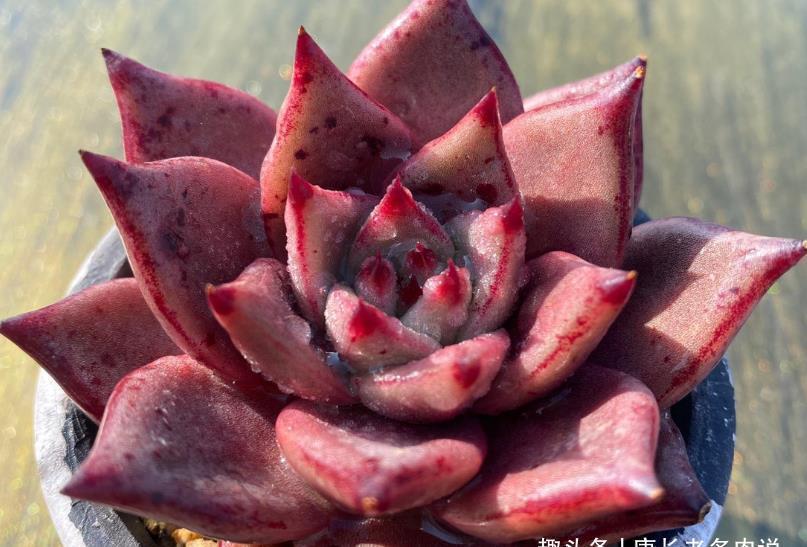 夏天最不容易养活的10种多肉，环境不好或者没有经验的肉友请绕行