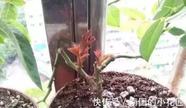 用这些歪门邪道养月季，月季盆盆爆花，又大又艳，太美了