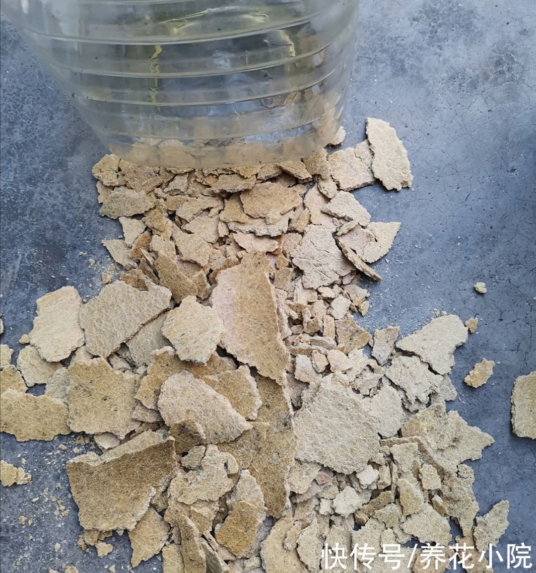 饼肥|煮熟的黄豆,能不能直接埋到花盆里当花肥?需要注意什么