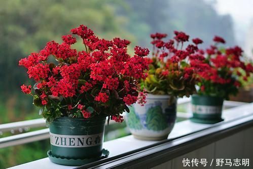 长寿花|2种漂亮花,沾土就能活,好养易繁殖,养护一盆半年有花赏!